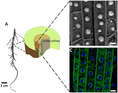 Deposition of silica in sorghum root endodermis modifies the chemistry of associated lignin